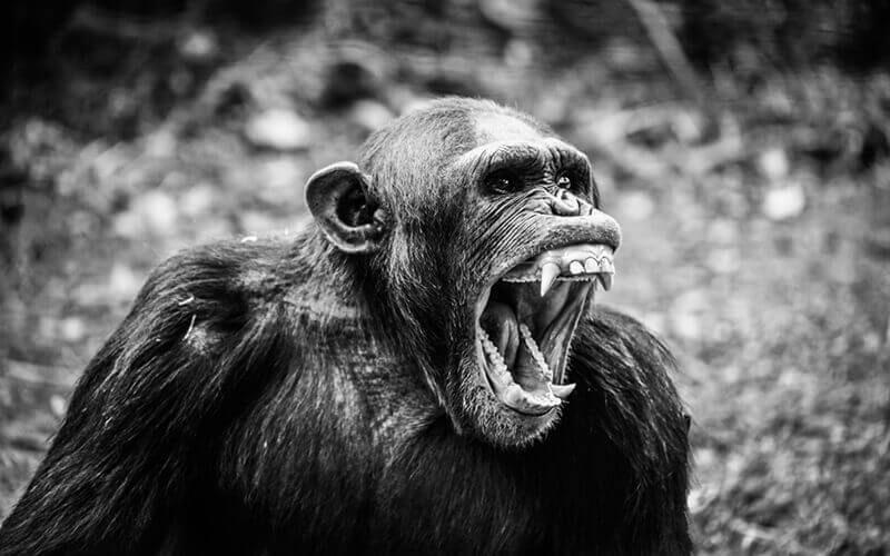 Aufnahme eines brüllenden Schimpansen in Schwarz und Weiß