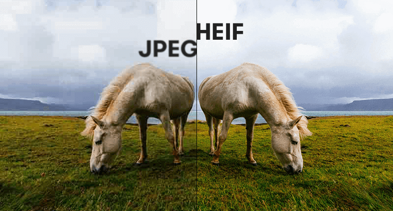 2 Pferde die wie gespiegelt auf einer Weide stehen und grasen. Über den Pferden steht jeweils JPEG und HEIF