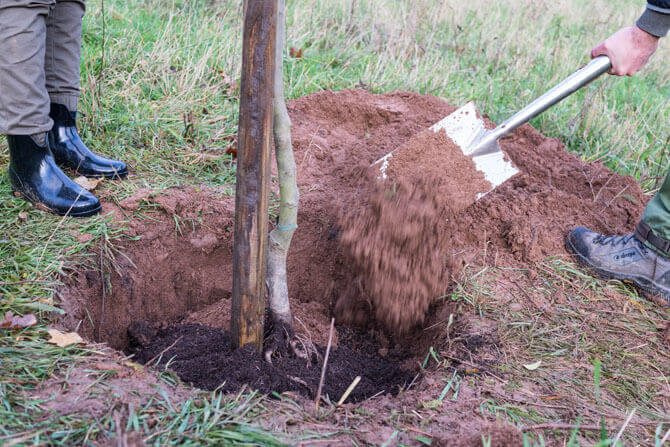 Foto eines Spaten der gerade Erde in ein Loch schiebt, worin ein Baum gepflanzt wurde